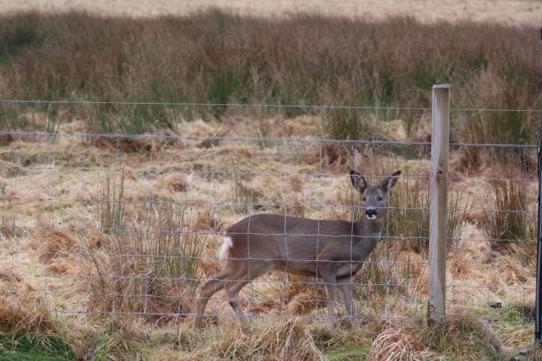 Young Deer fawn in a field, peering through metal fencing.