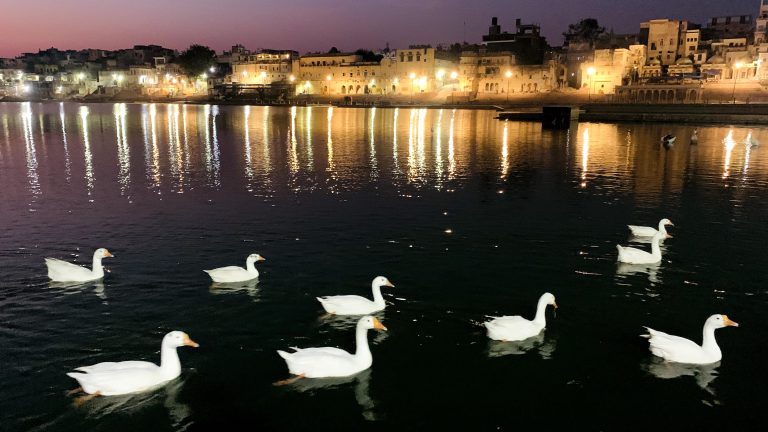 A group of ducks floating on top of a lake