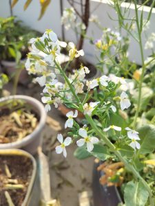 Tabaco plant in full flower, some petals dying off on the stem 