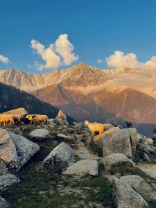 Sheep on mountains with the backdrop of a blue sky and clouds.