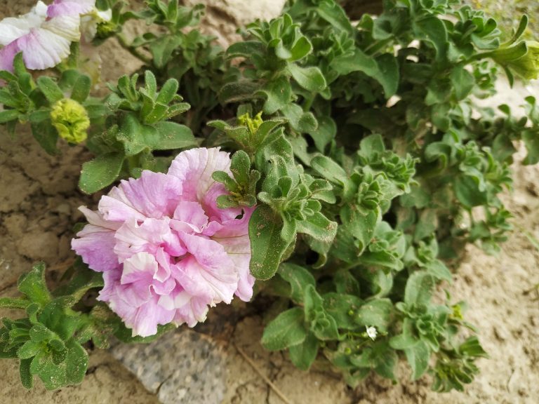 Light pink flower