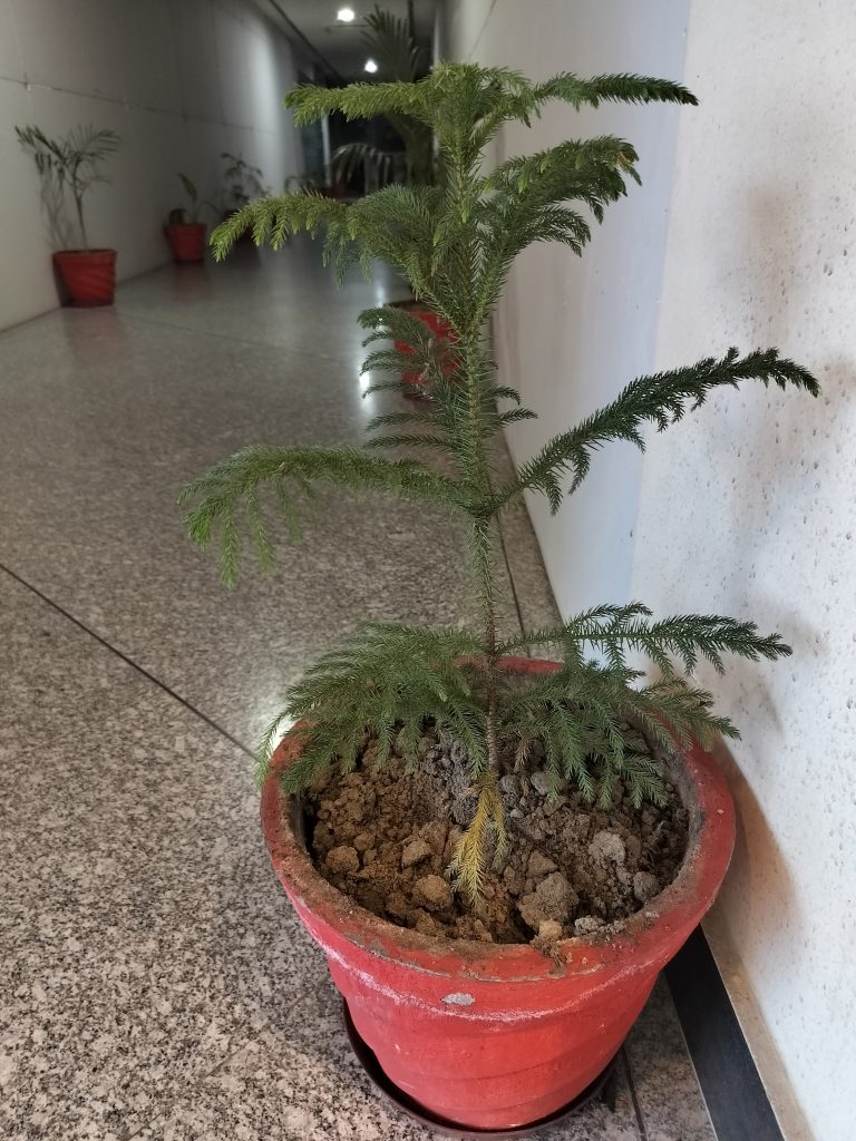 Green indoor Norway spruce