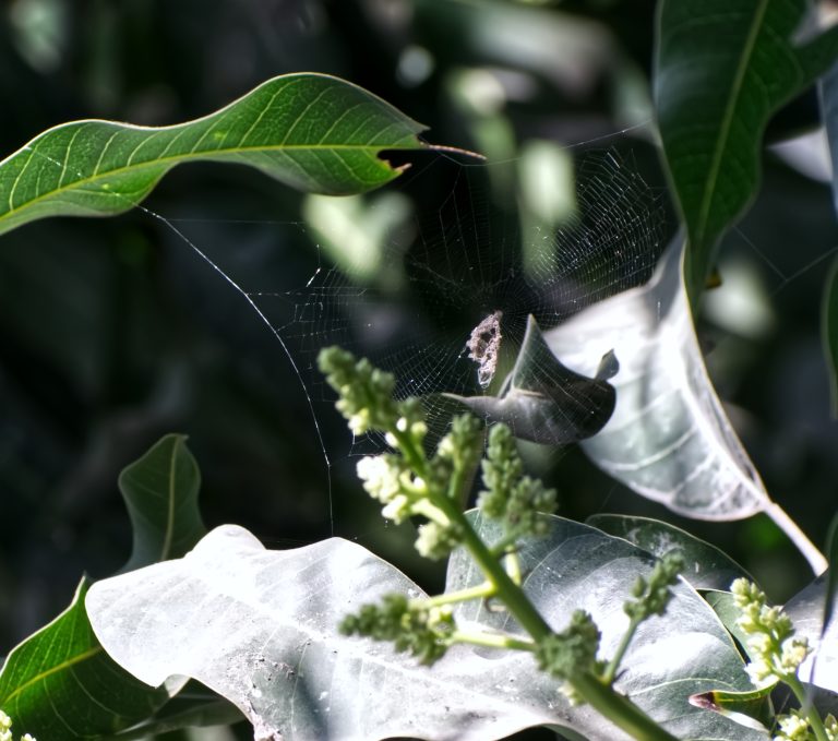 spider web between the leaves of a plant