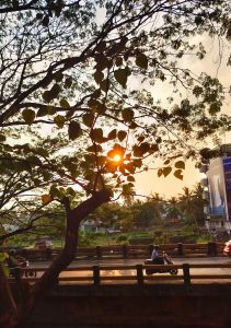 The view of sunset through a tree, a roadway beneath the tree with cars and motocycles.