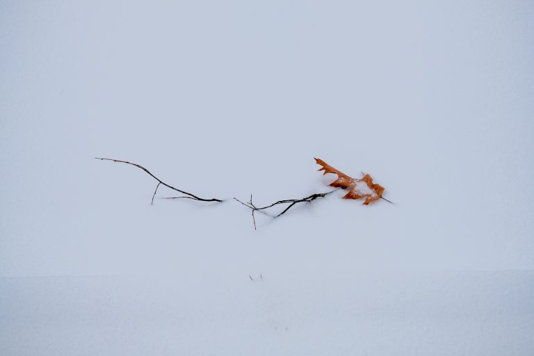 Orange leaf on snow.