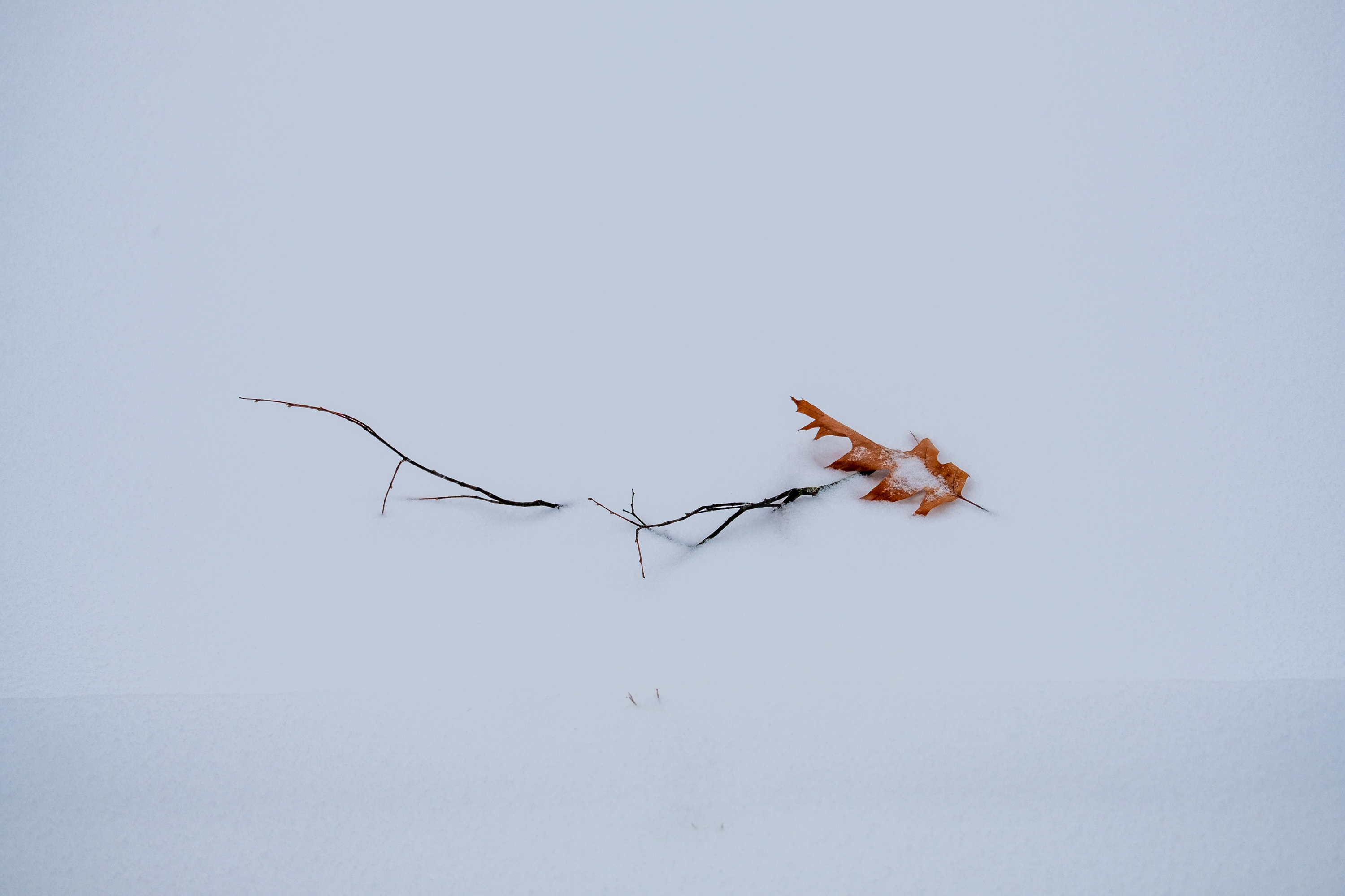 Orange leaf on snow.