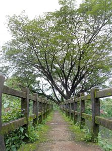 A walking concrete bridge and a big tree
