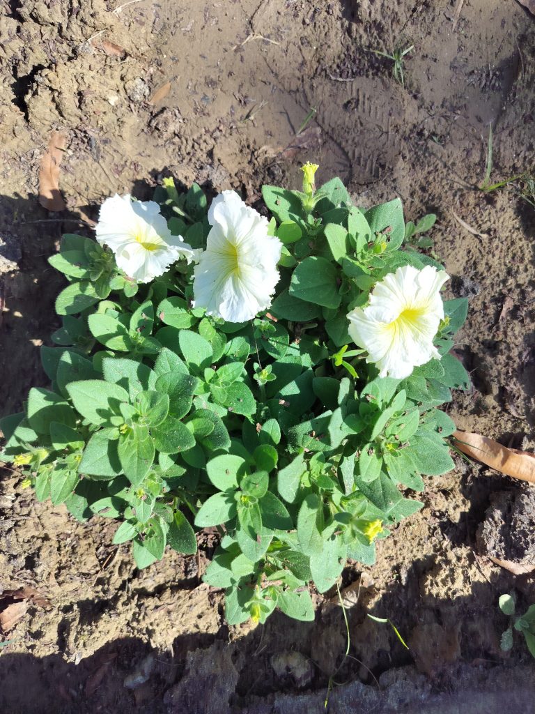 White flower blooming