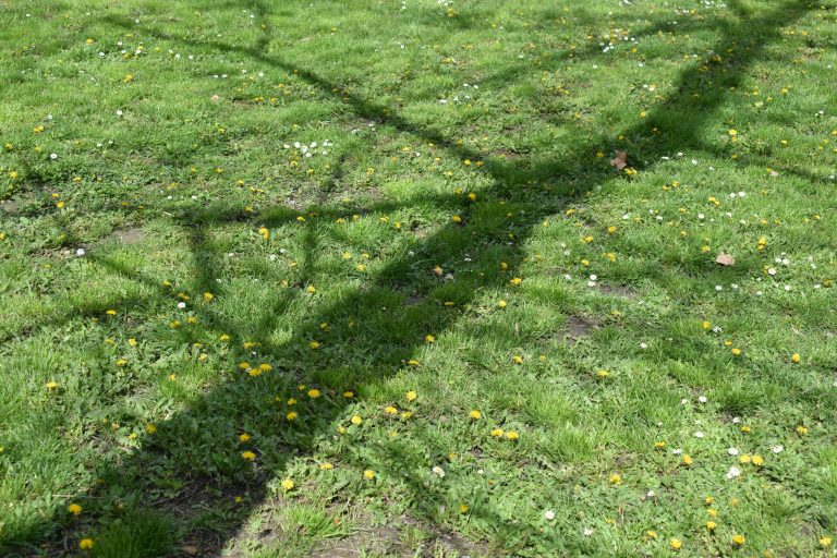 The grass is adorned with small yellow and white flowers, accompanied by the shadow of a nearby tree.