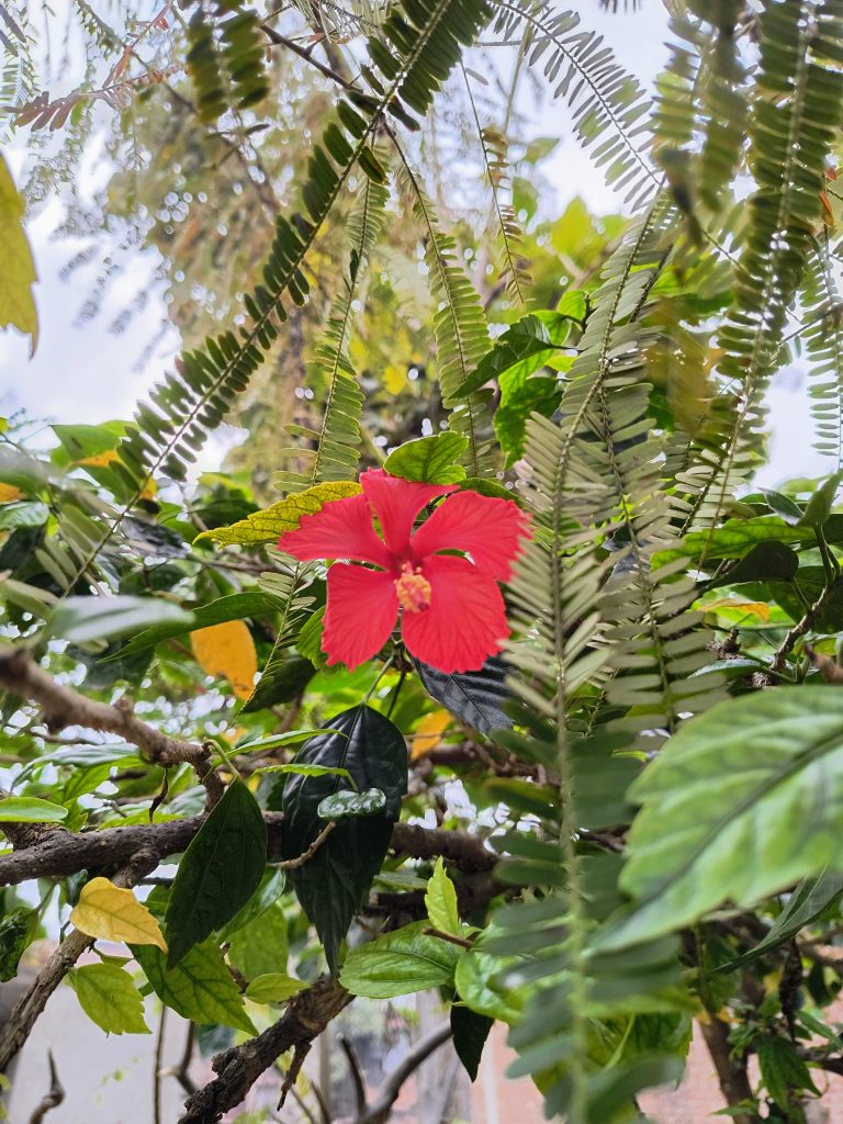 Red flower on a tree: Nature's vivid beauty blossoms in a striking display of leafage.