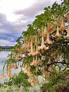 Blossom of peach-colored Brugmansia versicolor flowers. An early morning view from  Phewa Lake, Pokhara, Nepal. This flower is commonly referred to as angel's trumpets.