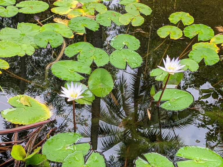 White water lillies in a pond.