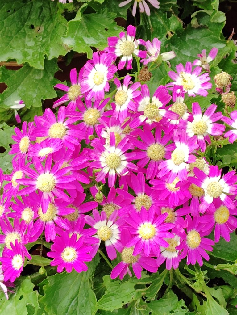 A bunch of flowers with pink petals and pale yellow thalamus surrounded by green leaves.