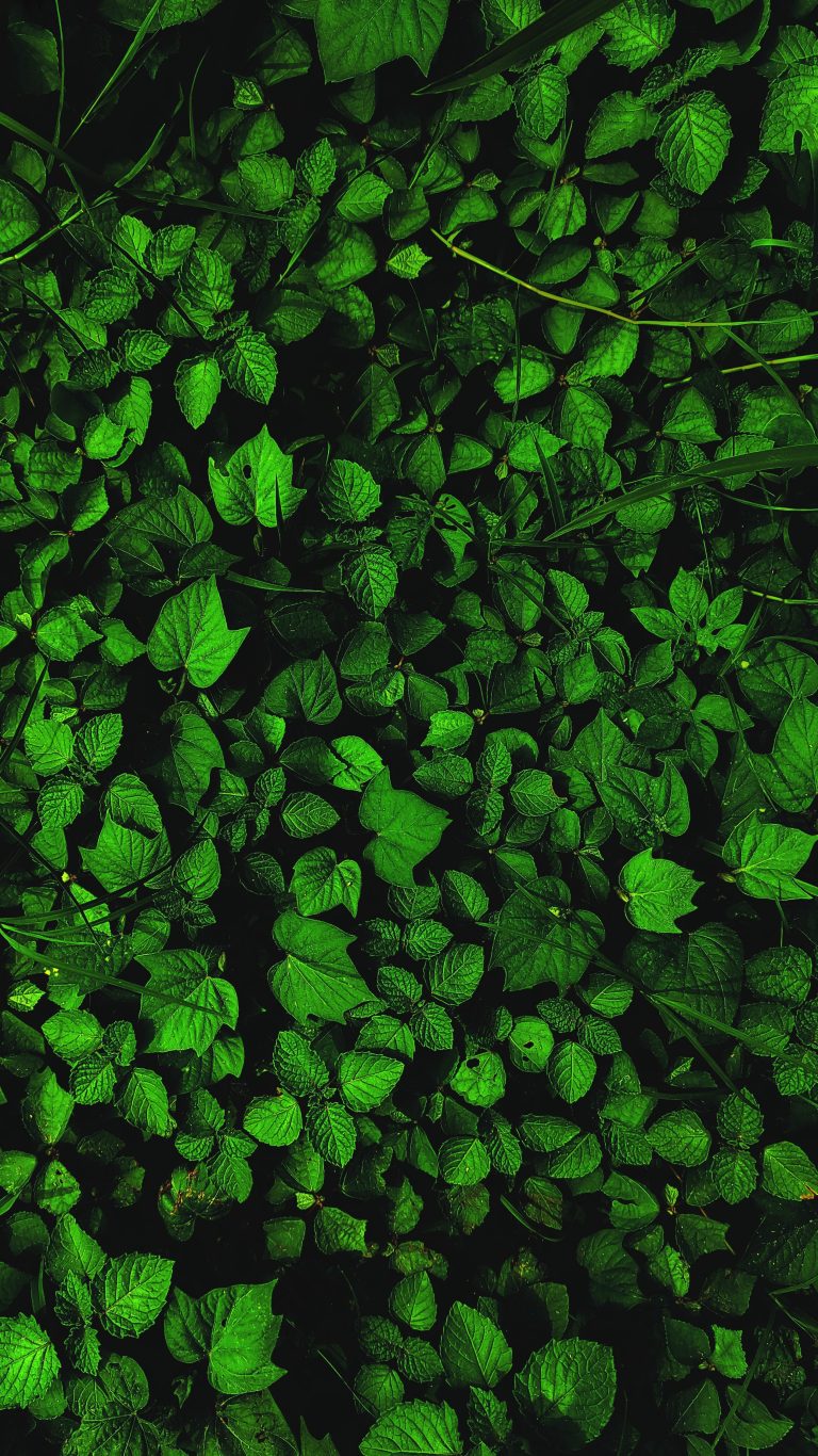 Deep green leaves their midribs and veins very prominent, long blades of grass growing amongst them.