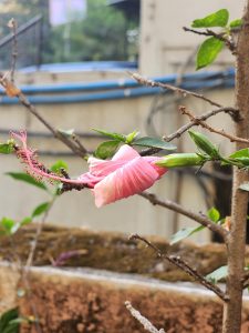 A pink hibiscus flower with fresh leaves on branches, with soft focused building and vegetation in the background.
