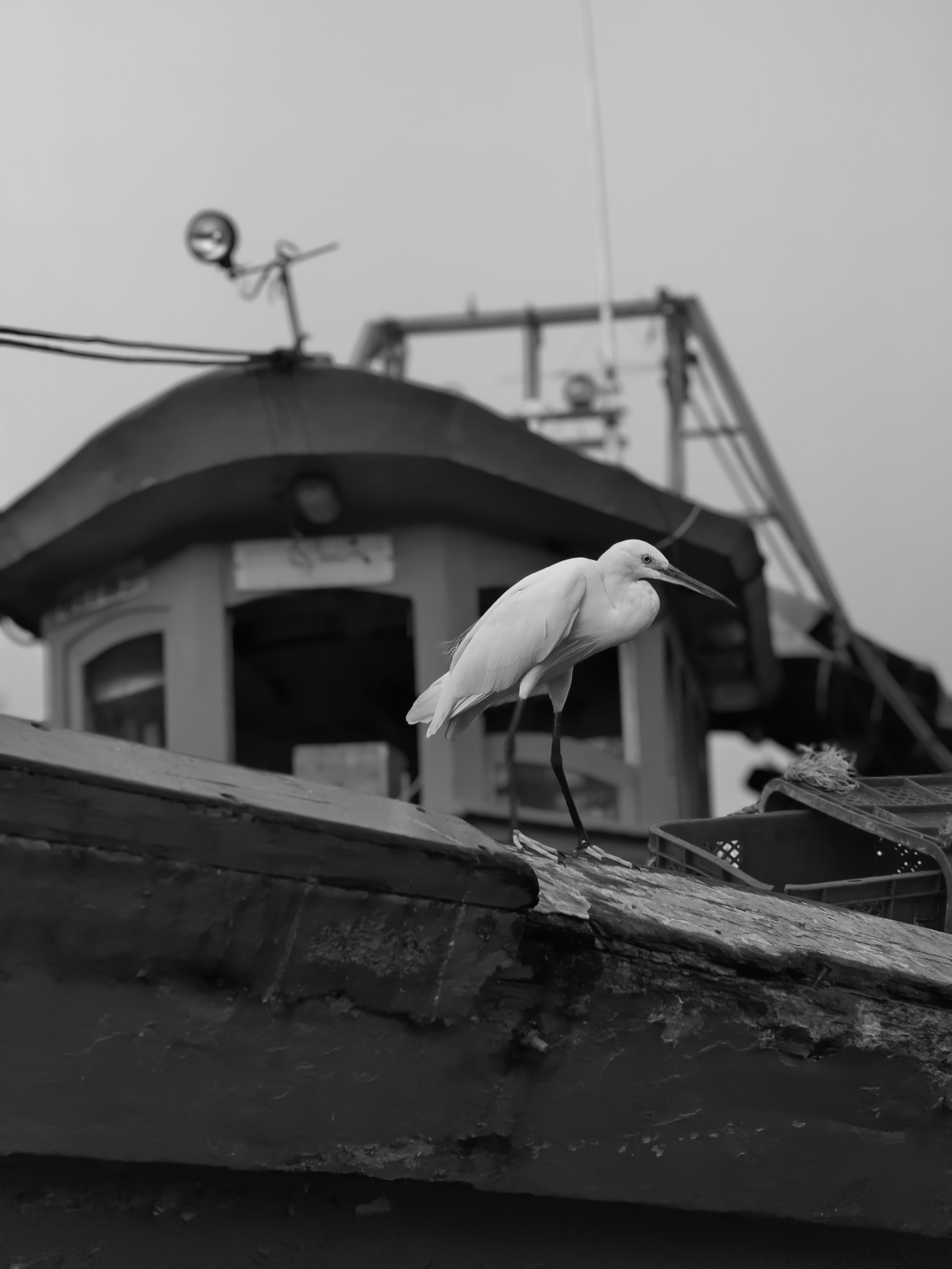Black and white photo of a white bird