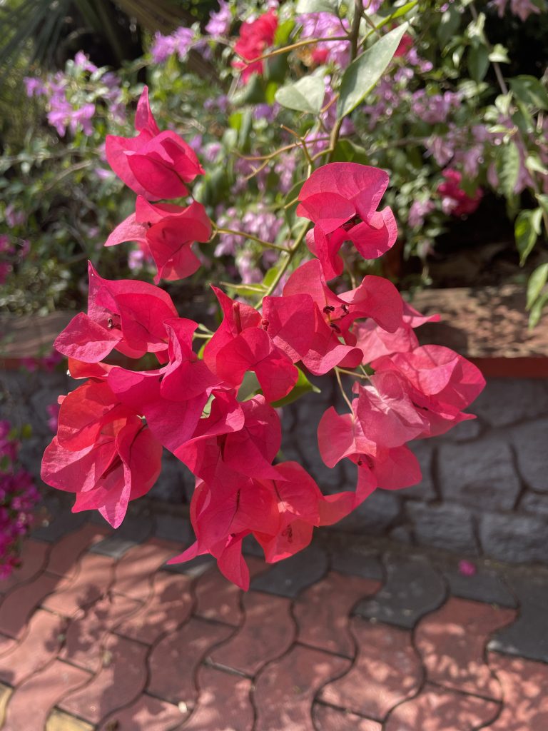 Blossoming pink bougainvillea adorned with its vibrant green foliage.