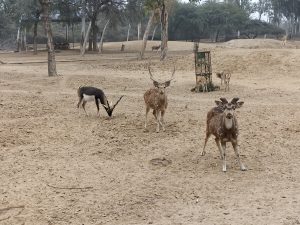 Deers looking at the camera in Hisar Deer Park.
