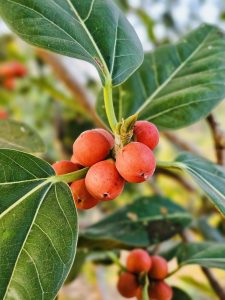 Close up of Ficus benghalensis berries. From our neighbourhood, Perumanna, Kozhikode, Kerala.