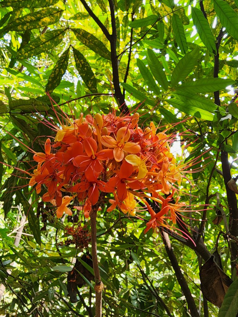 Ashoka tree flower, it is also the state flower of Indian state of Odisha.