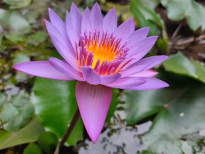 A purple lotus flower