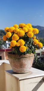 Numerous marigold blooms flourish within a small clay pot.