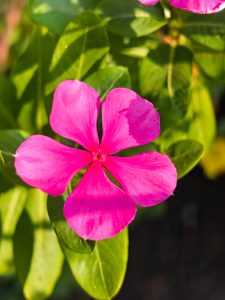 Bright pink flower with green leaves