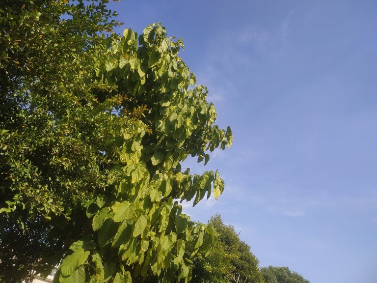 The green leaves of a tree against a blue sky