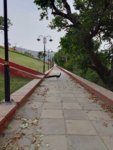 A peacock walking on a paved path lined with red barriers, street lamps, and trees.