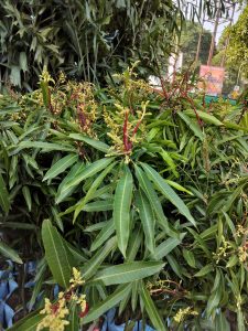 A mango tree in its prime, adorned with blossoms and vibrant green foliage.