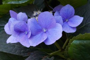 A cluster of vibrant blue hydrangea flowers with large petals and small, intricate center blooms, surrounded by lush green leaves.