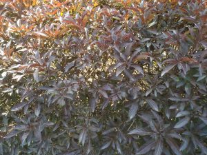 Red and green leaves on a bush. 