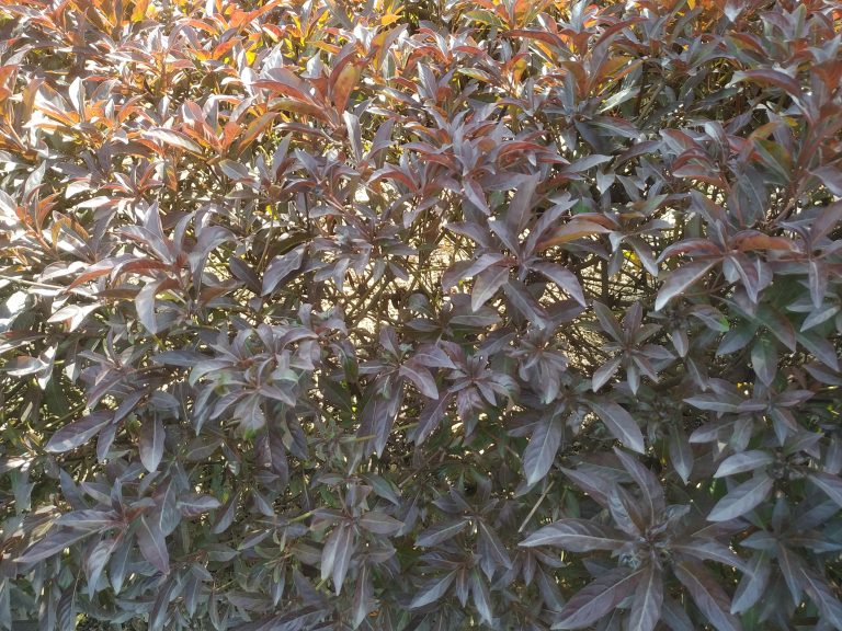 Red and green leaves on a bush.