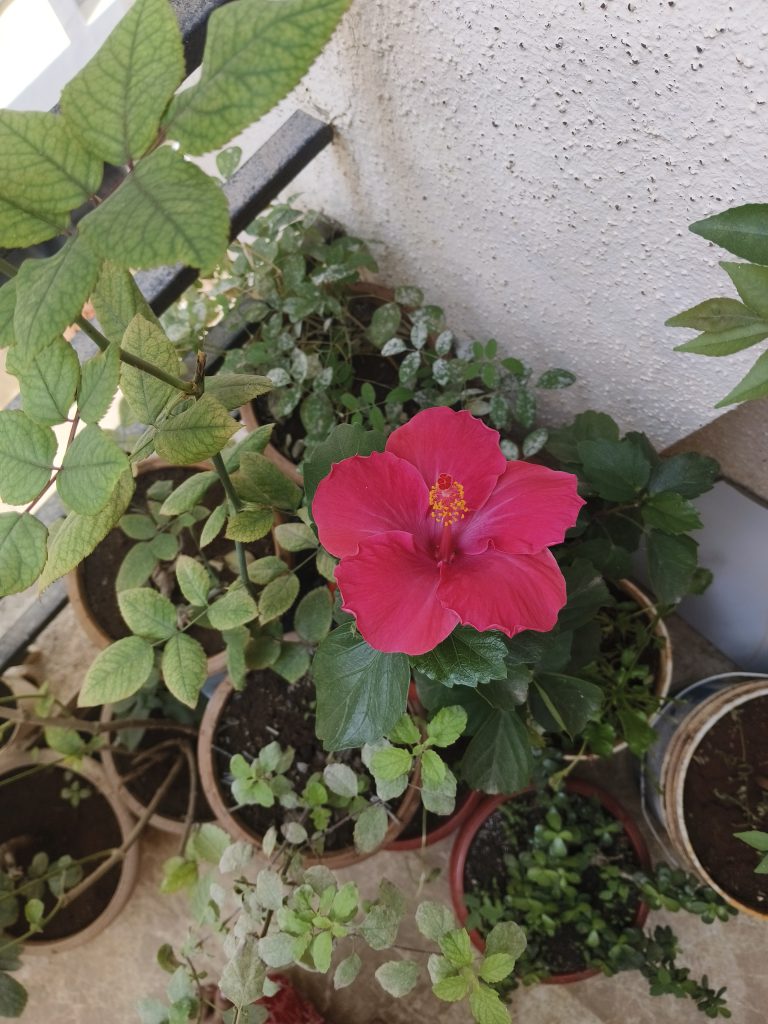 Home garden hibiscus in full bloom, a burst of vibrant colors showcasing nature’s exquisite floral beauty.