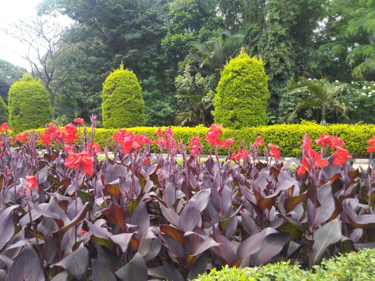 A vibrant flower garden showcasing a variety of red and purple flowers, creating a colorful and picturesque scene.