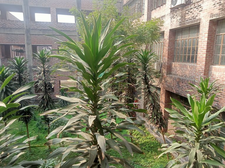 A small garden with herbs and shrubs surrounded by buildings.