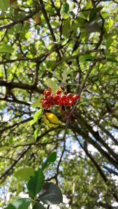 nature, red wild berries on a tree, natural park, Colombia, Bogotá, parque metropolitano Simón Bolívar 