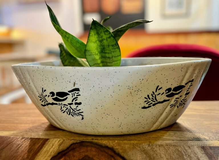 Succulent plant in ceramic pot on a wooden table.