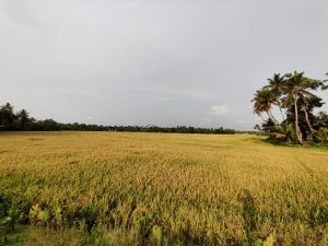 A large paddy field with coconut trees in the background.
