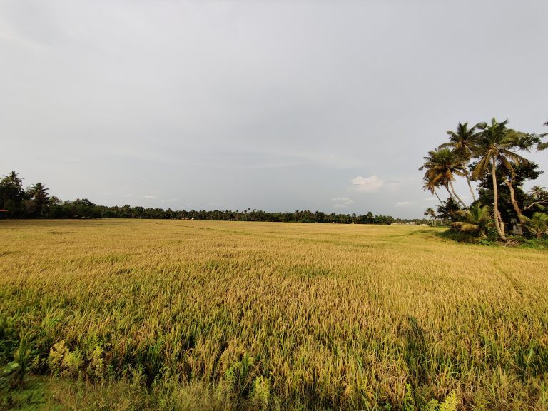 A large paddy field with coconut trees in the background.