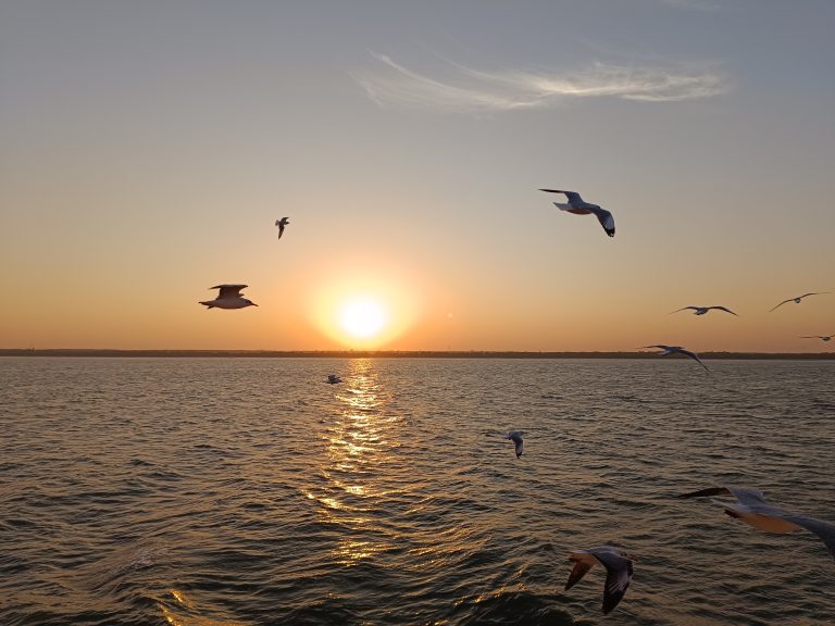 Seagulls flying at sunset over the Naf river at Teknaf, Bangladesh