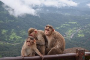 Monkey family. Monkeys sitting on a wall holding with a faded view of the valley behind.
