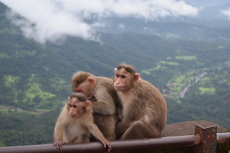 Monkey family. Monkeys sitting on a wall holding with a faded view of the valley behind.