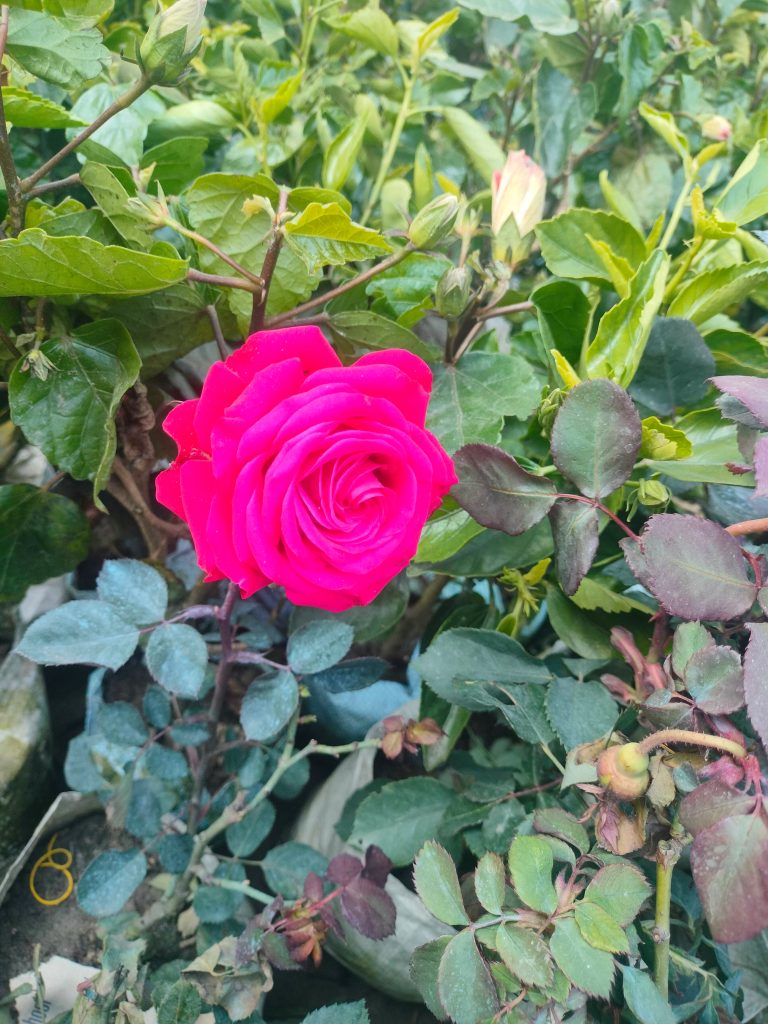 A bright pink rose