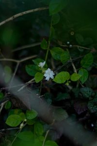 Indian yasmeen flower 