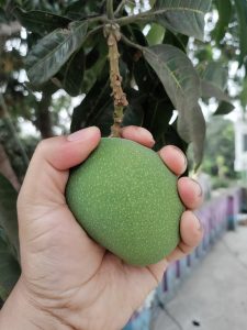 A hand holding a raw mango hanging from the tree.