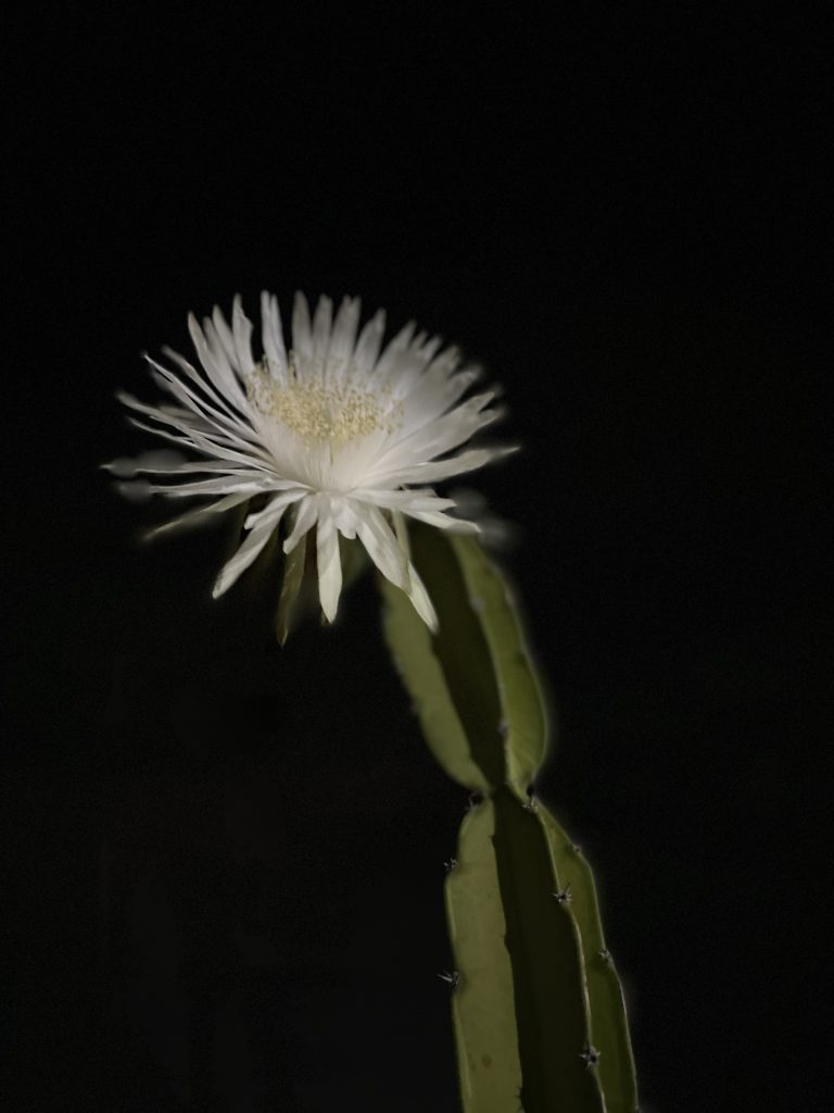 A rare nocturnal cactus flower blooms in the dark, captured in Jaipur, its white petals a delicate contrast to the dark night.