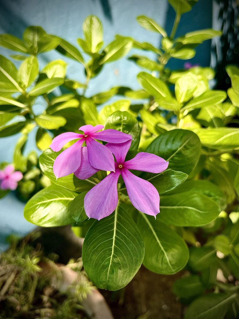 Purple vinca flowers. It is also known as Periwinkle.