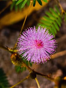 Fantastic close-up capture of Thottavaadi blossoms.