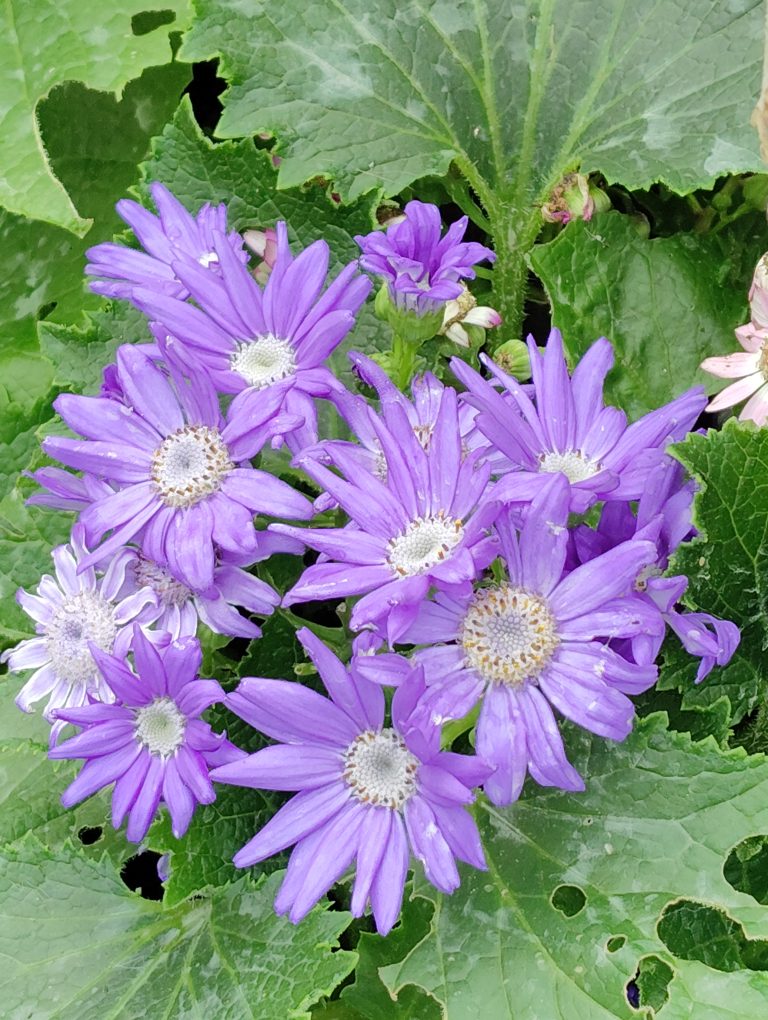 A bunch of purple flowers surrounded by green leaves.